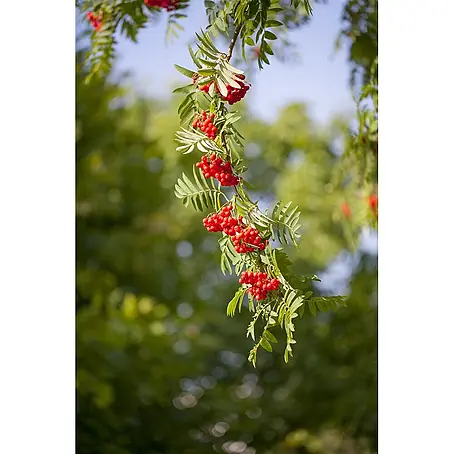 Pflanzen für dich  Rotbuche 150-200 cm