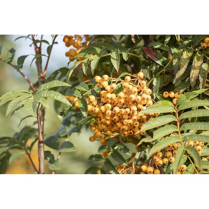 Pflanzen für dich Zierkirsche 100-125 cm - Sorbus aucuparia 'Autumn Spire', Aktuelle Wuchshöhe: 100 cm - 125 cm, Weiß - Gelbe Beeren an einem Baum mit grünen Blättern.