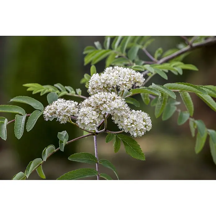 Pflanzen für dich Rotbuche 150-200 cm - Sorbus aucuparia, Aktuelle Wuchshöhe: 150 cm - 200 cm - Blühender Ast mit weißen Blüten und grünen Blättern.