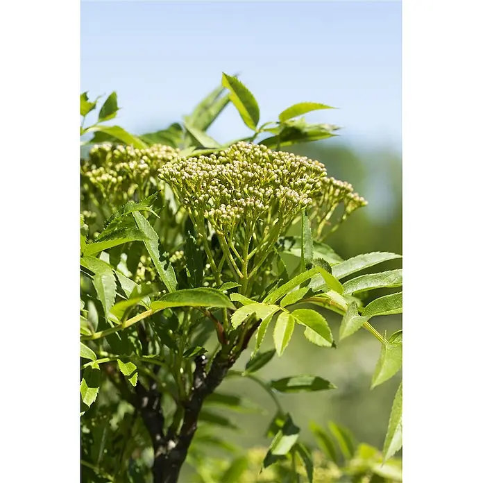 Pflanzen für dich Zierkirsche 100-125 cm - Sorbus aucuparia 'Autumn Spire', Aktuelle Wuchshöhe: 100 cm - 125 cm, Weiß - Pflanze mit Büscheln kleiner, hellgrüner Blütenknospen und leuchtend grünen Blättern vor blauem Himmel.