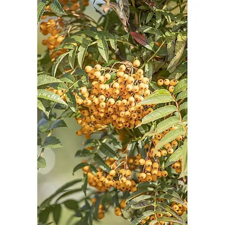 Pflanzen für dich  Rotbuche 200-250 cm
