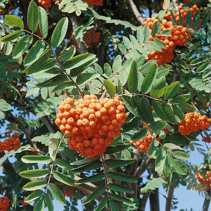 Pflanzen für dich Rotbuche 150-200 cm - Sorbus aucuparia, Aktuelle Wuchshöhe: 150 cm - 200 cm - Ast eines Ebereschenbaums mit leuchtend orangefarbenen Beeren und grünen Blättern.