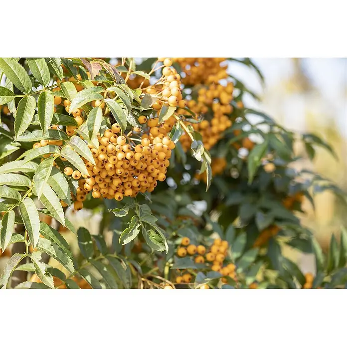 Pflanzen für dich Zierkirsche 100-125 cm - Sorbus aucuparia 'Autumn Spire', Aktuelle Wuchshöhe: 100 cm - 125 cm, Weiß - Zweige mit leuchtend orangefarbenen Beeren und grünen Blättern.