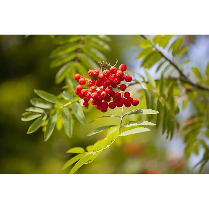Pflanzen für dich Rotbuche 150-200 cm - Sorbus aucuparia, Aktuelle Wuchshöhe: 150 cm - 200 cm - Leuchtend rote Beeren in einer Traube an einem Ast mit grünen Blättern.