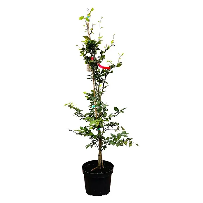 Pflanzen für dich Rotbuche Rotbuche - Fagus sylvatica, Aktuelle Wuchshöhe: 80 cm - 100 cm - Junger, grüner Baumsetzling mit braunem Stamm, an einem Stab gestützt, in einem schwarzen Pflanztopf.