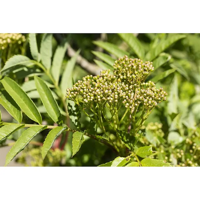 Pflanzen für dich Zierkirsche 100-125 cm - Sorbus aucuparia 'Autumn Spire', Aktuelle Wuchshöhe: 100 cm - 125 cm, Weiß - Nahaufnahme einer Pflanze mit leuchtend grünen Blättern und Gruppen kleiner, hellgrüner Blütenknospen.