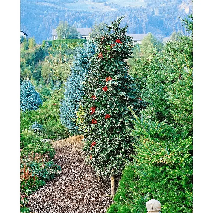 Pflanzen für dich Rotbuche Vogelbeere - Sorbus aucuparia 'Fastigiata', Aktuelle Wuchshöhe: 80 cm - 100 cm - Ein säulenförmiger Baum mit dunkelgrünen Blättern und leuchtend roten Beeren steht an einem Gartenweg, umgeben von Nadelbäumen.