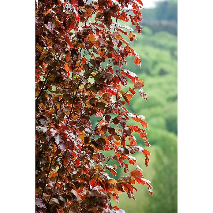 Pflanzen für dich Rotbuche Rotbuche - Fagus sylvatica 'Rohan Obelisk', Aktuelle Wuchshöhe: 80 cm - 100 cm - Nahaufnahme von rotbraunen Blättern an Ästen.