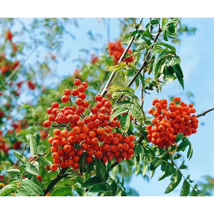 Pflanzen für dich Rotbuche Vogelbeere - Sorbus aucuparia 'Fastigiata', Aktuelle Wuchshöhe: 80 cm - 100 cm - Trauben leuchtend oranger Ebereschenbeeren an einem Ast mit grünen Blättern.