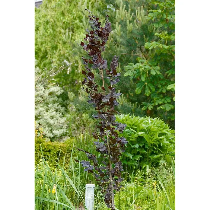 Pflanzen für dich Rotbuche Rotbuche - Fagus sylvatica 'Rohan Obelisk', Aktuelle Wuchshöhe: 80 cm - 100 cm - Junger Säulen-Blutbuche mit dunkelroten Blättern, im Garten mit anderen Grünpflanzen und weißem Stützpfahl.