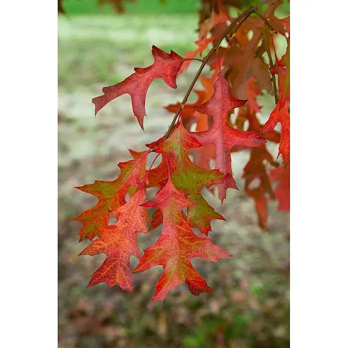 Pflanzen für dich Rotbuche 100-125 cm - Quercus palustris 'Green Pillar', Aktuelle Wuchshöhe: 100 cm - 125 cm - Eichenblätter im herbstlichen Übergang von Grün zu leuchtendem Rot an einem Ast.