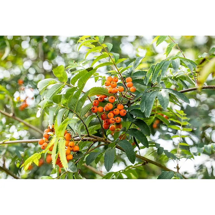 Pflanzen für dich Rotbuche Vogelbeere - Sorbus aucuparia 'Fastigiata', Aktuelle Wuchshöhe: 80 cm - 100 cm - Ast mit Trauben kleiner, runder, oranger Beeren und grünen Blättern.