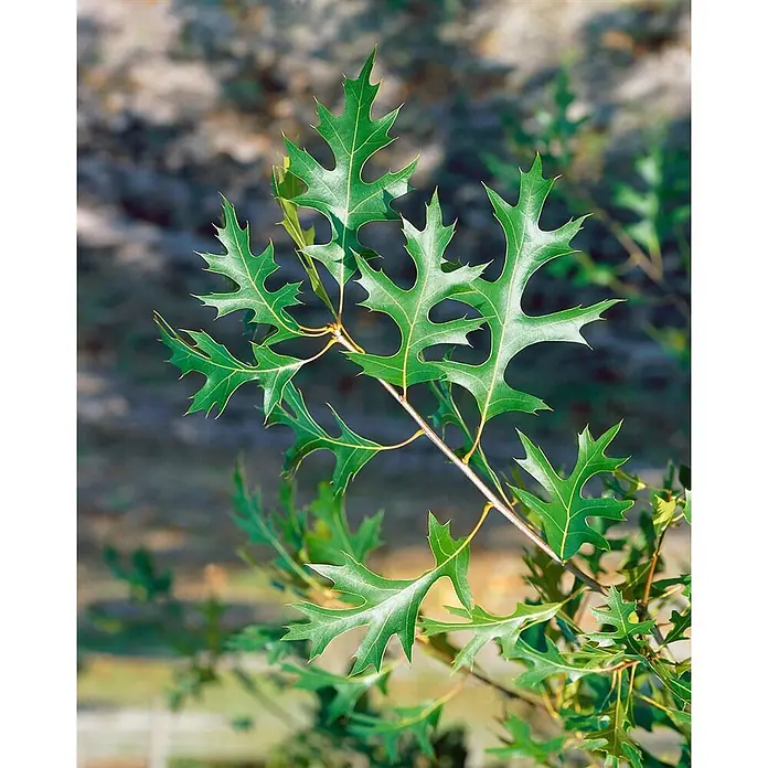Pflanzen für dich Rotbuche 100-125 cm - Quercus palustris 'Green Pillar', Aktuelle Wuchshöhe: 100 cm - 125 cm - Grüne Eichenblätter mit ausgeprägten Lappen und spitzen Enden an einem Ast.