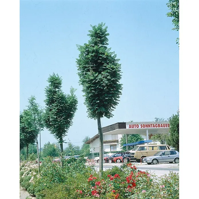 Pflanzen für dich Rotbuche Vogelbeere - Sorbus aucuparia 'Fastigiata', Aktuelle Wuchshöhe: 80 cm - 100 cm - Säulenförmige grüne Bäume entlang einer Straße mit blühenden Rosen und einer Autowerkstatt im Hintergrund.