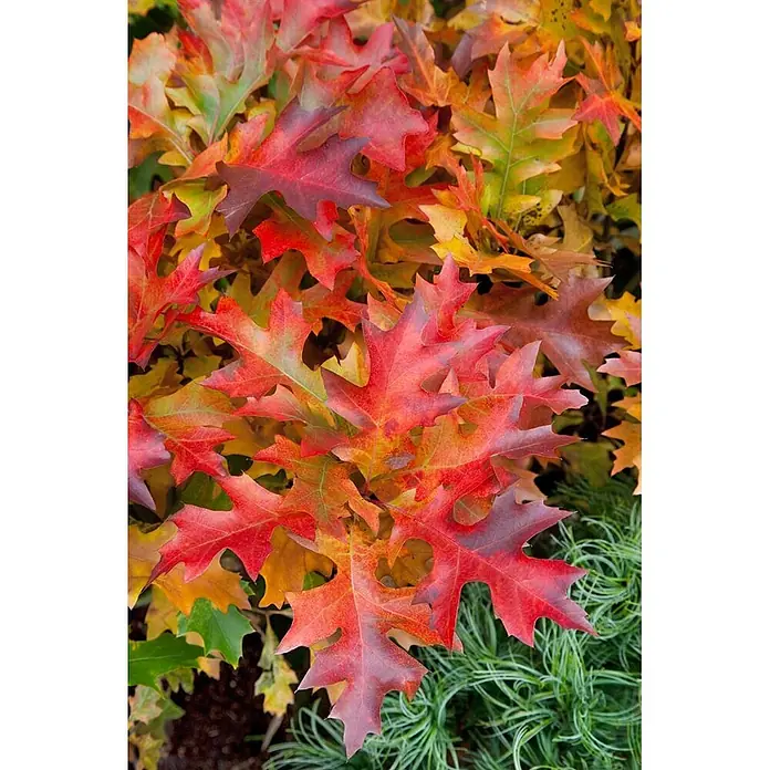 Pflanzen für dich Rotbuche 100-125 cm - Quercus palustris 'Green Pillar', Aktuelle Wuchshöhe: 100 cm - 125 cm - Lebhafte rote, orangefarbene und gelbe Eichenblätter füllen den Rahmen, zeigen reiche Herbstfarben und etwas grünes Laub.