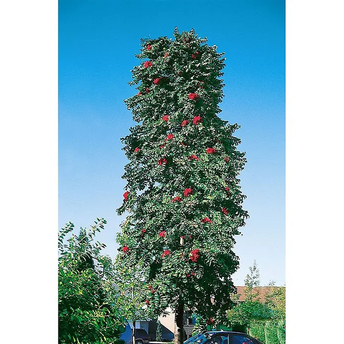 Pflanzen für dich Rotbuche Vogelbeere - Sorbus aucuparia 'Fastigiata', Aktuelle Wuchshöhe: 80 cm - 100 cm - Hoher, säulenförmiger Baum mit dichtem grünem Laub und leuchtend roten Beeren unter blauem Himmel.