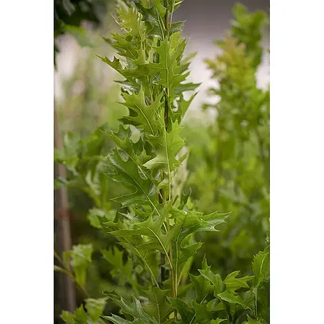 Pflanzen für dich  Rotbuche 100-125 cm