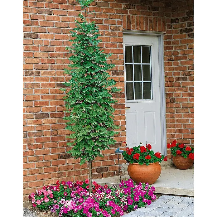Pflanzen für dich Rotbuche Vogelbeere - Sorbus aucuparia 'Fastigiata', Aktuelle Wuchshöhe: 80 cm - 100 cm - Hoher, schlanker Baum mit grünen Blättern an einem Backsteinhaus und Tür, mit roten Topfgeranien und rosa Petunien.