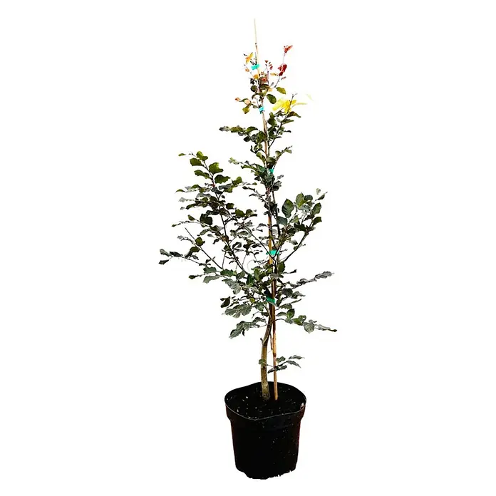 Pflanzen für dich Rotbuche 60-100 cm - Fagus sylvatica 'Purpurea', Aktuelle Wuchshöhe: 60 cm - 100 cm - Junger Topfbaum mit grünen und rötlichen Blättern, in schwarzem Topf, von Pfahl gestützt.