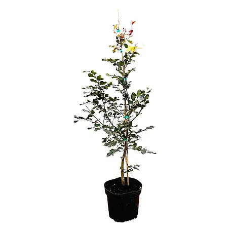 Pflanzen für dich  Rotbuche 60-100 cm
