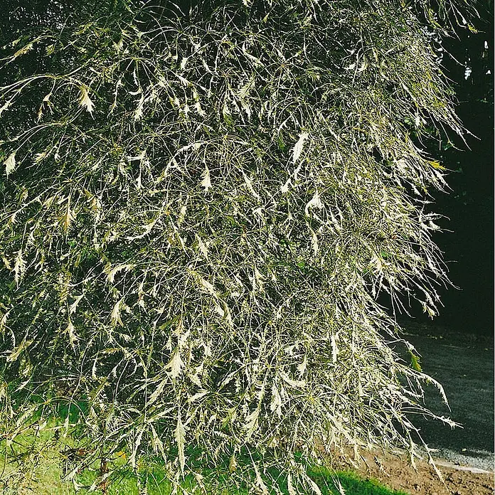 Pflanzen für dich Rotbuche 30-40 cm - Aesculus hippocastanum 'Laciniata', Aktuelle Wuchshöhe: 30 cm - 40 cm - Nahaufnahme einer Pflanze mit zarten, silbrig-grünen, tief eingeschnittenen Blättern.