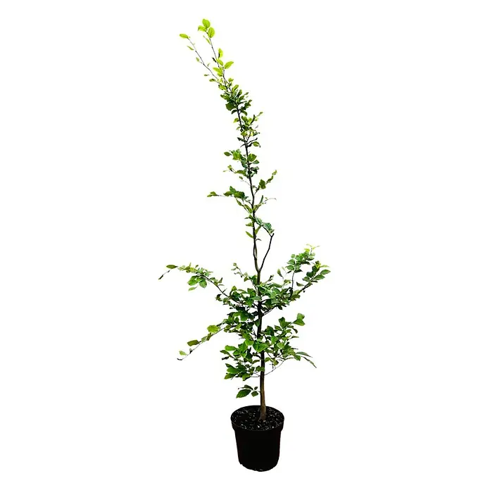 Pflanzen für dich Rotbuche 150-175 cm - Fagus sylvatica, Aktuelle Wuchshöhe: 150 cm - 175 cm - Jungpflanze mit grünen Blättern in einem schwarzen Topf.