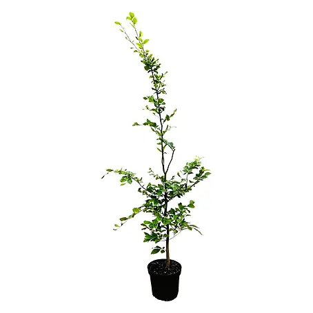 Pflanzen für dich  Rotbuche 150-175 cm