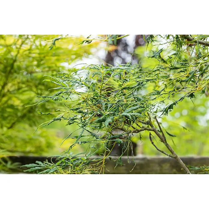 Pflanzen für dich Rotbuche 30-40 cm - Aesculus hippocastanum 'Laciniata', Aktuelle Wuchshöhe: 30 cm - 40 cm - Nahaufnahme eines leuchtend grünen Fächerahorns mit fein geschnittenen, gelockten Blättern und schlanken gelblichen Stielen.