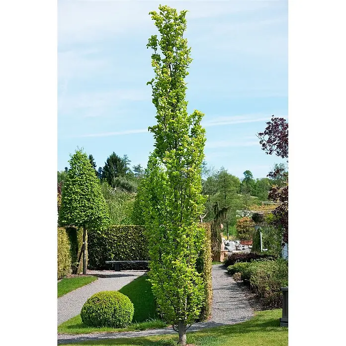 Pflanzen für dich Rotbuche 125-150 cm - Fagus sylvatica 'Dawyck', Aktuelle Wuchshöhe: 125 cm - 150 cm - Hoher, schlanker Säulenbaum mit hellgrünen Blättern, in einem angelegten Garten mit Kiesweg und Hecken.