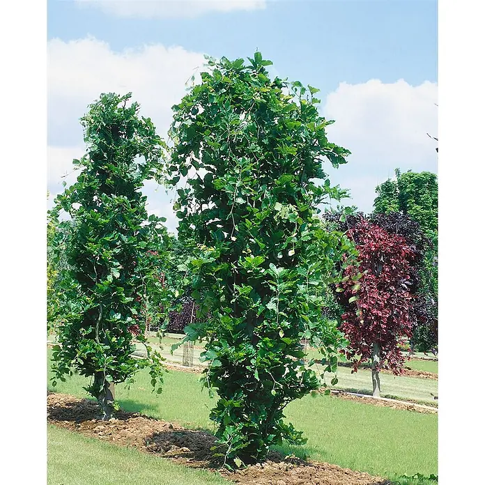 Pflanzen für dich Rotbuche 125-150 cm - Fagus sylvatica 'Dawyck', Aktuelle Wuchshöhe: 125 cm - 150 cm - Zwei hohe, schlanke grüne Bäume mit dichtem Laub, in einer Baumschule gepflanzt.