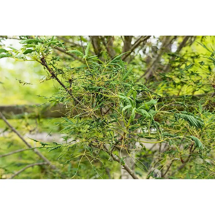 Pflanzen für dich Rotbuche 30-40 cm - Aesculus hippocastanum 'Laciniata', Aktuelle Wuchshöhe: 30 cm - 40 cm - Grüner Pflanzenzweig mit gekräuselten Blättern und vielen verfilzten, dünnen, gelbgrünen Wucherungen, wahrscheinlich ein Hexenbesen.
