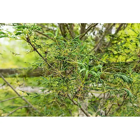 Pflanzen für dich  Rotbuche 30-40 cm
