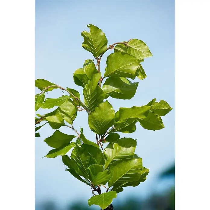 Pflanzen für dich Rotbuche 125-150 cm - Fagus sylvatica 'Dawyck', Aktuelle Wuchshöhe: 125 cm - 150 cm - Helle grüne Blätter an einem Ast vor klarem blauem Himmel.