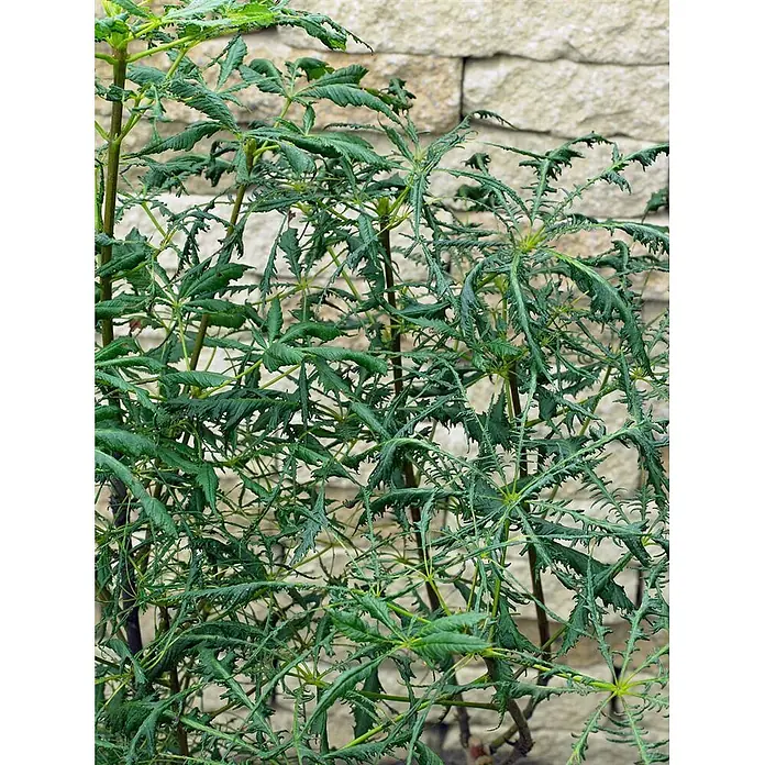 Pflanzen für dich Rotbuche 30-40 cm - Aesculus hippocastanum 'Laciniata', Aktuelle Wuchshöhe: 30 cm - 40 cm - Grüne Pflanze mit tief eingeschnittenen, gezackten, handförmigen Blättern vor einer hellen Steinmauer.
