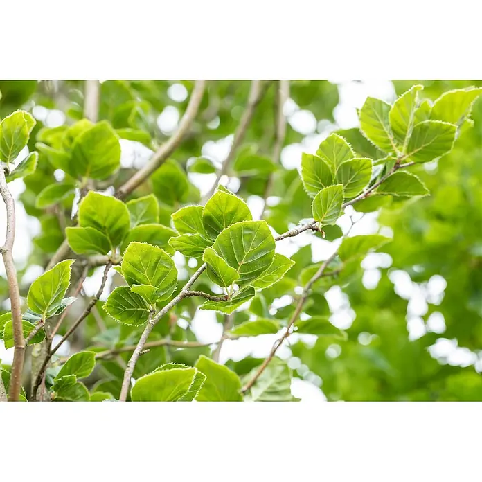 Pflanzen für dich Rotbuche 125-150 cm - Fagus sylvatica 'Dawyck', Aktuelle Wuchshöhe: 125 cm - 150 cm - Kräftig grüne Blätter an einem Ast, mit detaillierter Textur und Adern.
