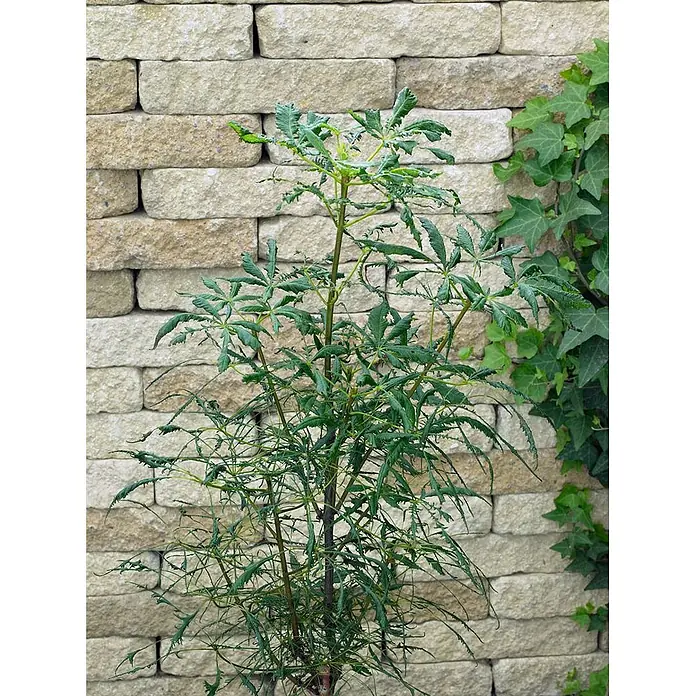 Pflanzen für dich Rotbuche 30-40 cm - Aesculus hippocastanum 'Laciniata', Aktuelle Wuchshöhe: 30 cm - 40 cm - Zierpflanze mit tief eingeschnittenen, filigranen grünen Blättern an braunen Stielen, vor einer hellen Steinmauer.