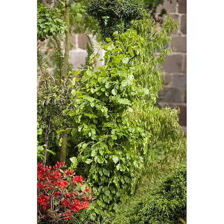 Pflanzen für dich  Rotbuche 125-150 cm