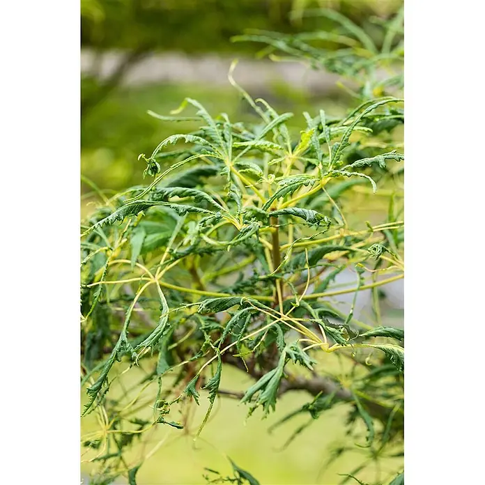 Pflanzen für dich Rotbuche 30-40 cm - Aesculus hippocastanum 'Laciniata', Aktuelle Wuchshöhe: 30 cm - 40 cm - Grüne Pflanze mit ausgeprägten, gekräuselten und gezackten palmförmigen Blättern und gelblichen Stielen.