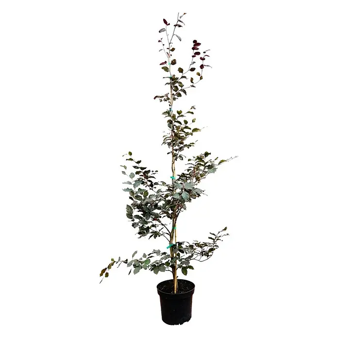 Pflanzen für dich Rotbuche 125-150 cm - Fagus sylvatica 'Purpurea', Aktuelle Wuchshöhe: 125 cm - 150 cm - Junger Baum in einem schwarzen Topf mit rötlich-grünen Blättern und einem Stützpfahl.