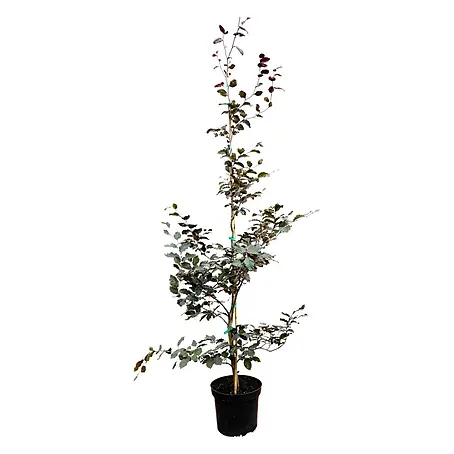 Pflanzen für dich  Rotbuche 125-150 cm