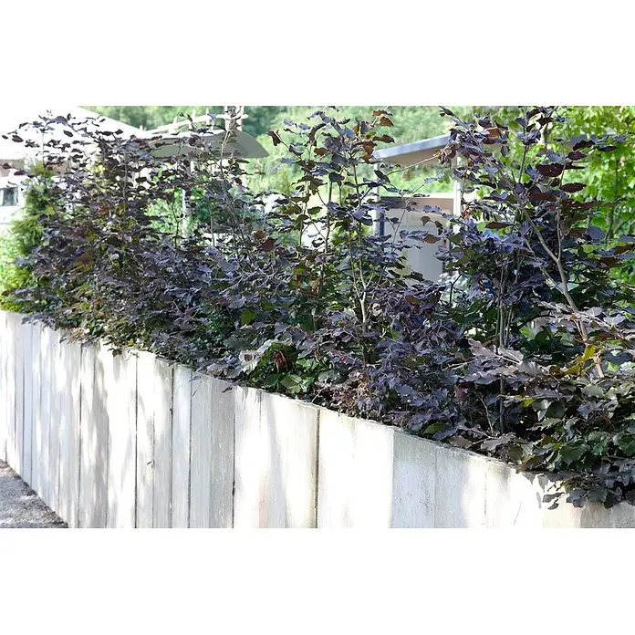 Pflanzen für dich Rotbuche 20-30 cm - Fagus sylvatica 'Purpurea', Aktuelle Wuchshöhe: 20 cm - 30 cm - Dunkelblättrige Hecke hinter einer hellen Betonwand.