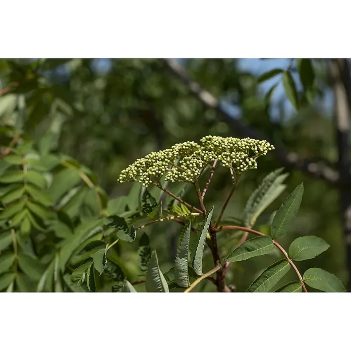 Pflanzen für dich Felsenbirne 125-150 cm - Sorbus decora, Aktuelle Wuchshöhe: 125 cm - 150 cm - Gruppe kleiner, hellgrüner Blütenknospen auf einer Pflanze mit grünen Blättern.
