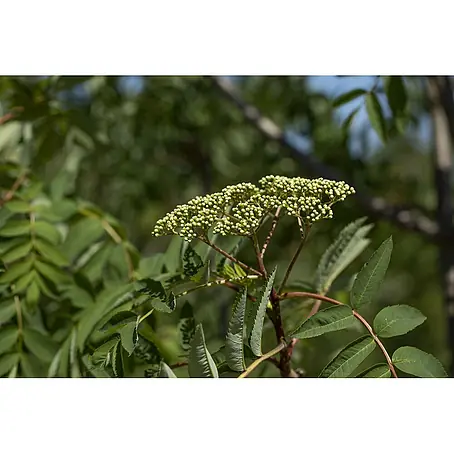 Pflanzen für dich  Felsenbirne 125-150 cm