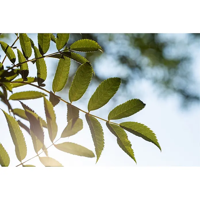 Pflanzen für dich Rotbuche 150-200 cm - Sorbus serotina, Aktuelle Wuchshöhe: 150 cm - 200 cm - Nahaufnahme von leuchtend grünen Blättern an einem Ast, von der Sonne wunderschön vor hellem Himmel beleuchtet.