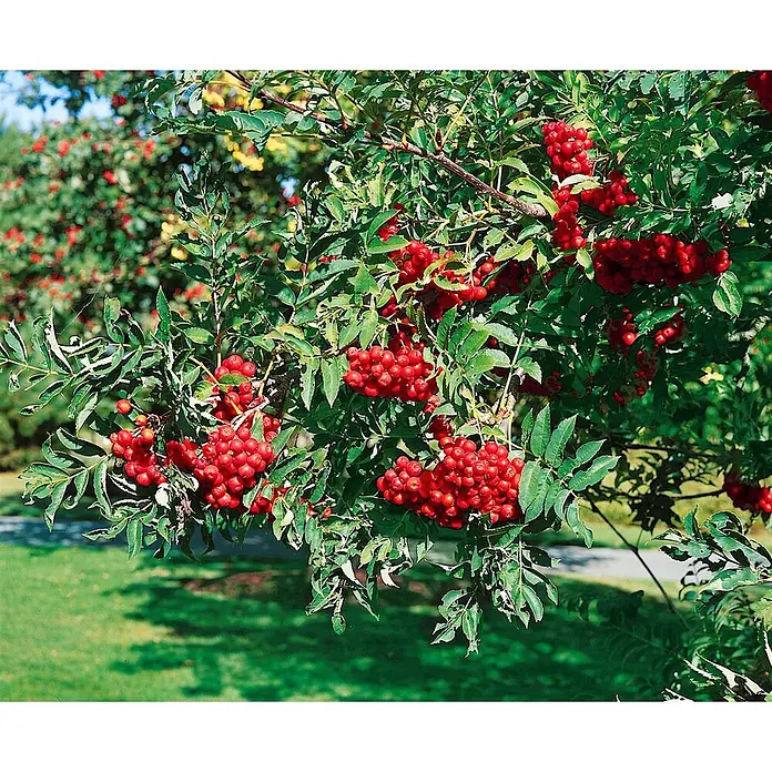 Pflanzen für dich Felsenbirne 125-150 cm - Sorbus decora, Aktuelle Wuchshöhe: 125 cm - 150 cm - Nahaufnahme eines Astes mit leuchtend roten Beeren und grünen Blättern.