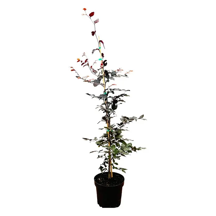 Pflanzen für dich Rotbuche 100-125 cm - Fagus sylvatica 'Purpurea', Aktuelle Wuchshöhe: 100 cm - 125 cm - Getopfter Rotbuchen-Setzling mit dunkelrot-grünen Blättern, gestützt von einem Holzpfahl im schwarzen Topf.