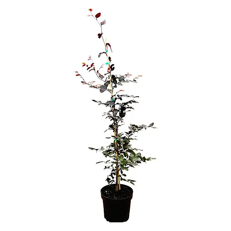 Pflanzen für dich  Rotbuche 100-125 cm