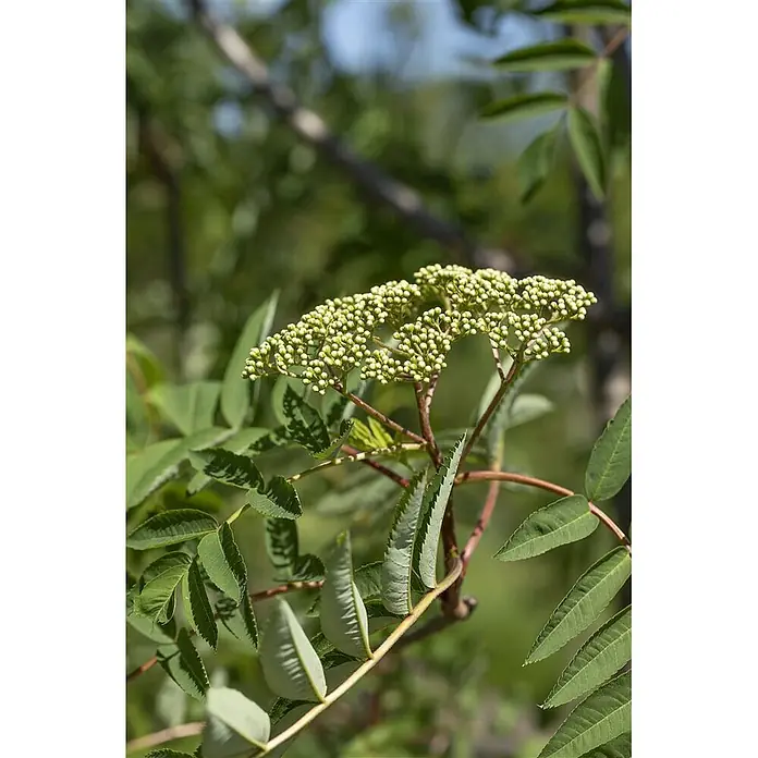 Pflanzen für dich Felsenbirne 125-150 cm - Sorbus decora, Aktuelle Wuchshöhe: 125 cm - 150 cm - Nahaufnahme einer Pflanze mit grünen, gezackten Blättern und einer Ansammlung hellgrüner, ungeöffneter Blütenknospen.