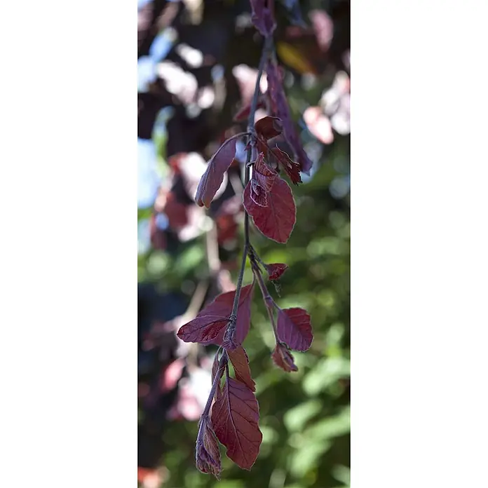 Pflanzen für dich Rotbuche 60-80 cm - Fagus sylvatica 'Purple Fountain', Aktuelle Wuchshöhe: 60 cm - 80 cm - Dunkelrote Blätter entfalten sich an einem herabhängenden Ast.