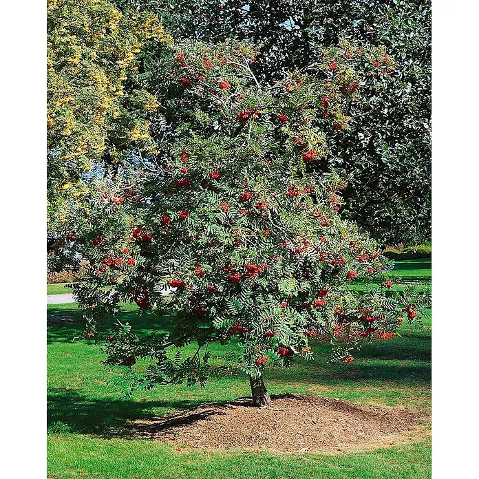 Pflanzen für dich Felsenbirne 125-150 cm - Sorbus decora, Aktuelle Wuchshöhe: 125 cm - 150 cm - Eberesche mit grünen Blättern und zahlreichen leuchtend roten Beerenbüscheln in einem grasbewachsenen Park.